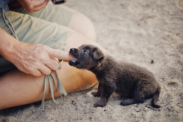 puppy bijten afleren