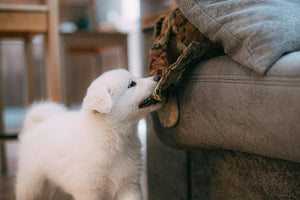 Je hond of puppy straffen op een effectieve en diervriendelijke manier