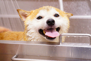 puppy wassen