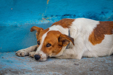 stress bij hond