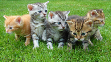 Populaire kattenrassen in 2025