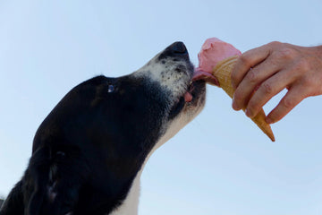 waarom likken honden mensen
