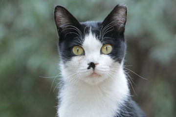 wat zijn snorharen kat