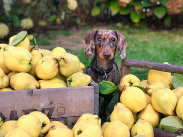 Welk fruit mag een hond eten? Veilig fruit voor honden uitgelegd
