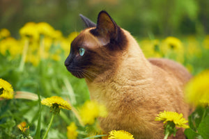 welke planten zijn giftig voor katten