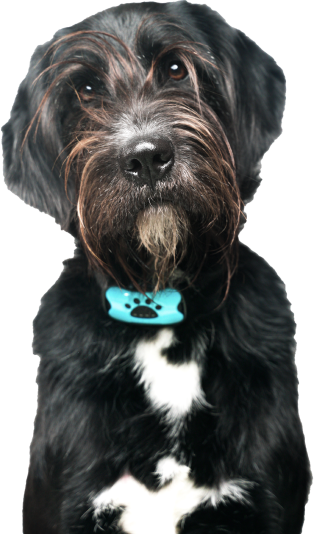 Honden