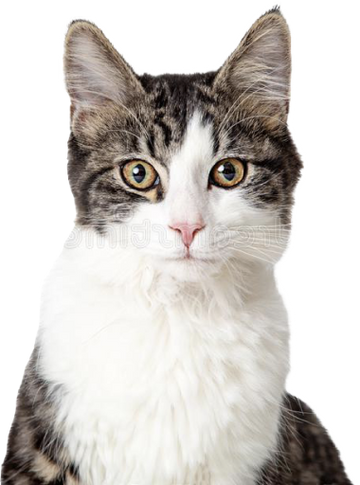 Katten