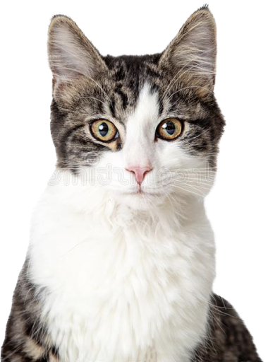 Katten
