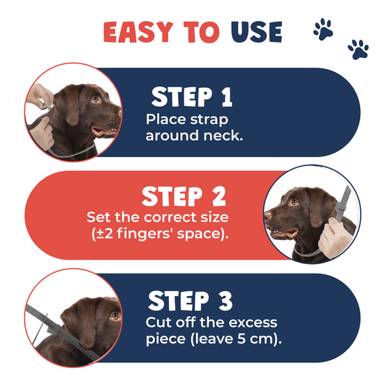 Flea collar dog