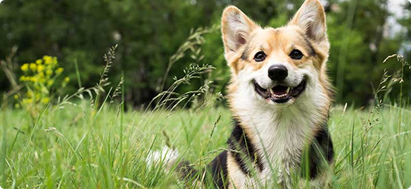 Happy Dog