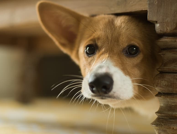 Herken je dit gedrag bij jouw hond?